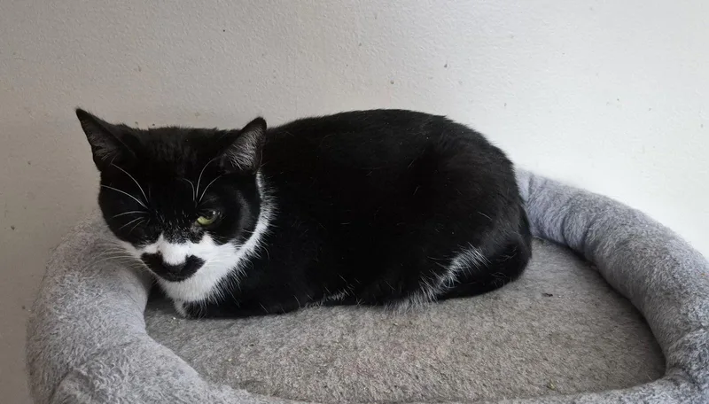 A young medium-sized female Domestic Short Hair cat named Alex for adoption in Northfield, OH