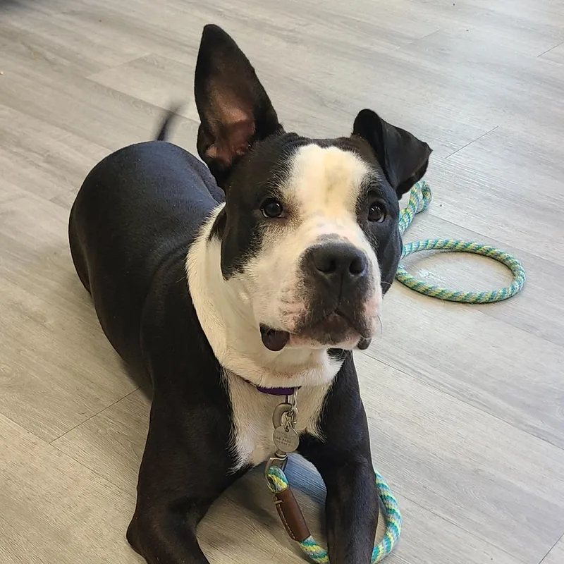 An adult medium-sized female Black Mixed Breed dog named Molly Moo Cow for adoption in Oak Park, IL
