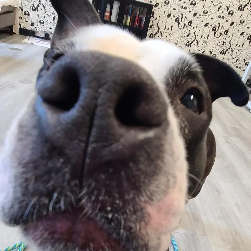 Molly Moo Cow thumbnail 2