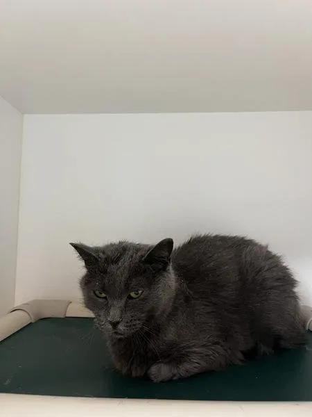 An adult medium-sized female Domestic Short Hair cat named Squirrel for adoption in Salt Lake City, UT