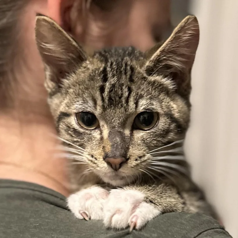 Sir Sparrow thumbnail 2