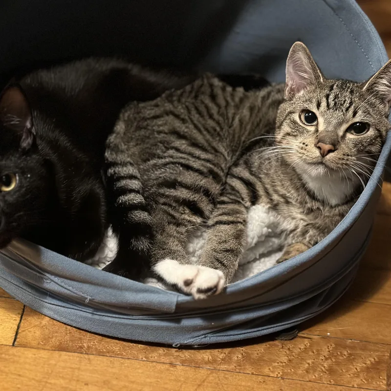 Sir Sparrow thumbnail 3