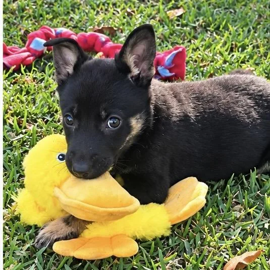 A baby small-sized female Mixed Breed dog named Sable for adoption in Oakdale, LA