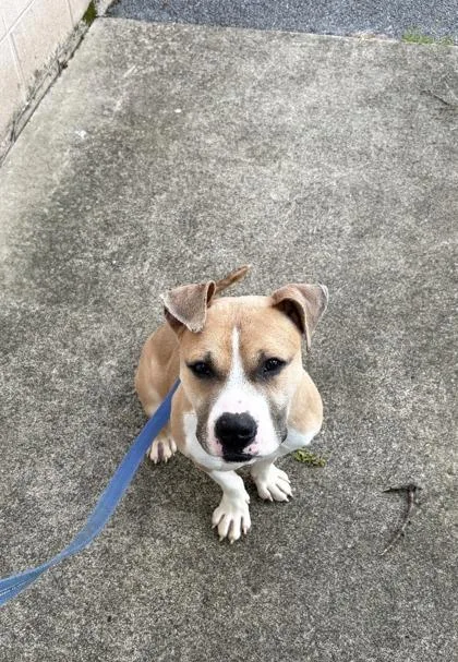 An adult medium-sized male Mixed Breed dog named Jake Fka Sully for adoption in West Chester, PA
