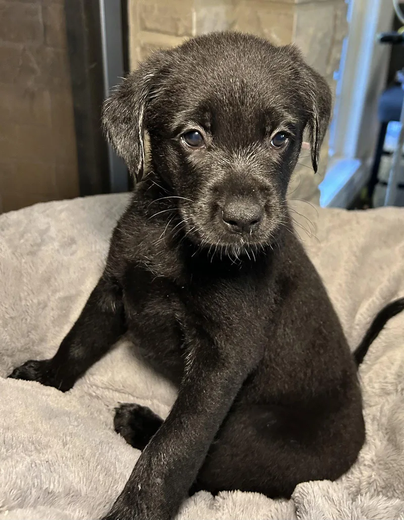 A young large-sized female Labrador Retriever dog named Moxie for adoption in Barnhart, MO