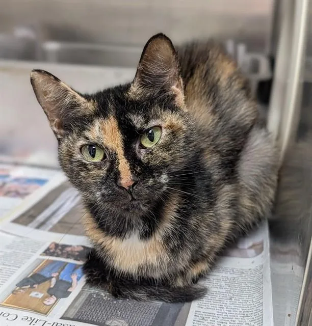 An adult medium-sized female Domestic Short Hair cat named Cher for adoption in Fort Lauderdale, FL