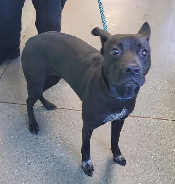 Pen C Chloe thumbnail 2