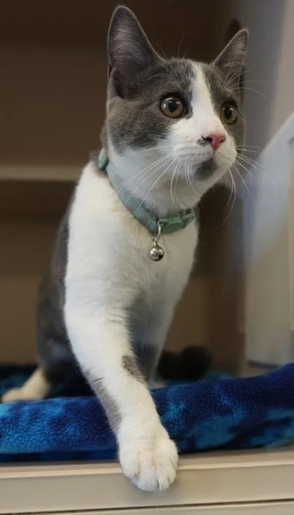 An adult small-sized male Domestic Short Hair cat named Max for adoption in Bowling Green, KY