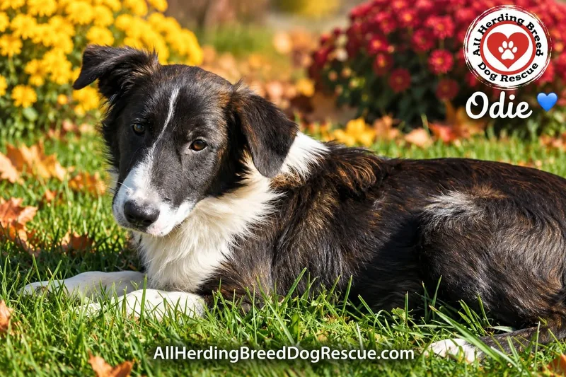 A young medium-sized male Australian Shepherd dog named Odie for adoption in Joliet, IL