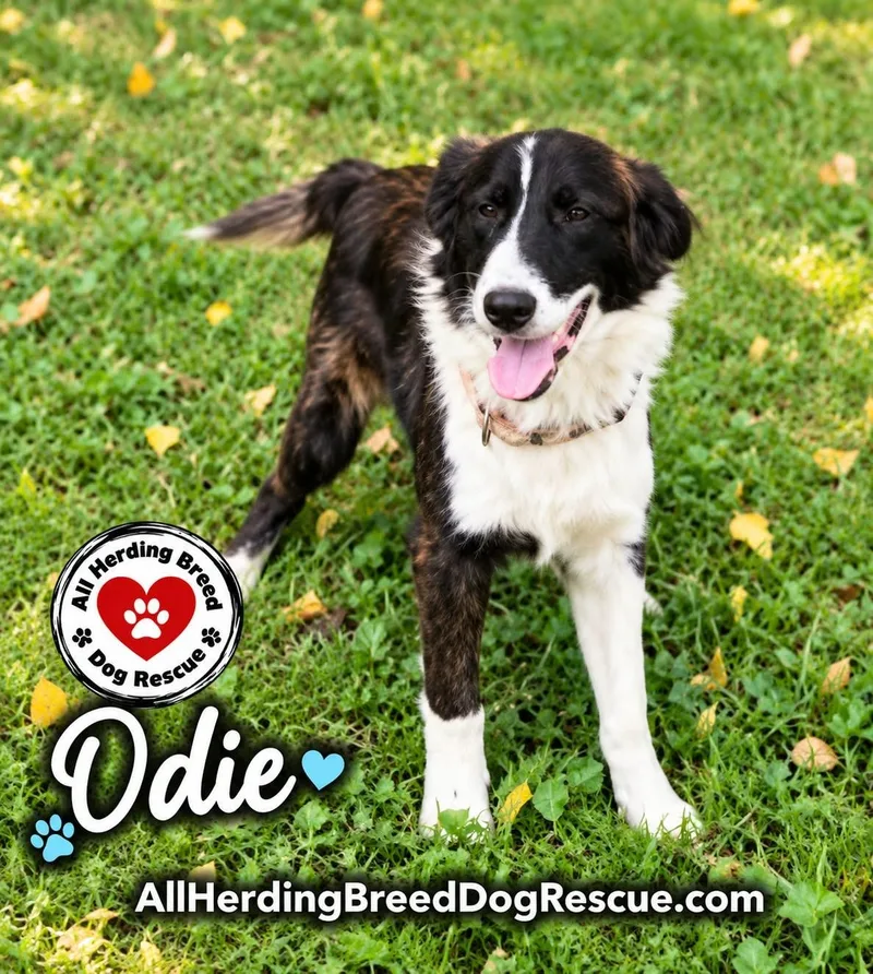 Odie thumbnail 3
