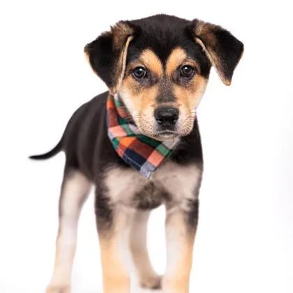 A baby medium-sized female Black Mixed Breed dog named Celadon for adoption in Springboro, OH
