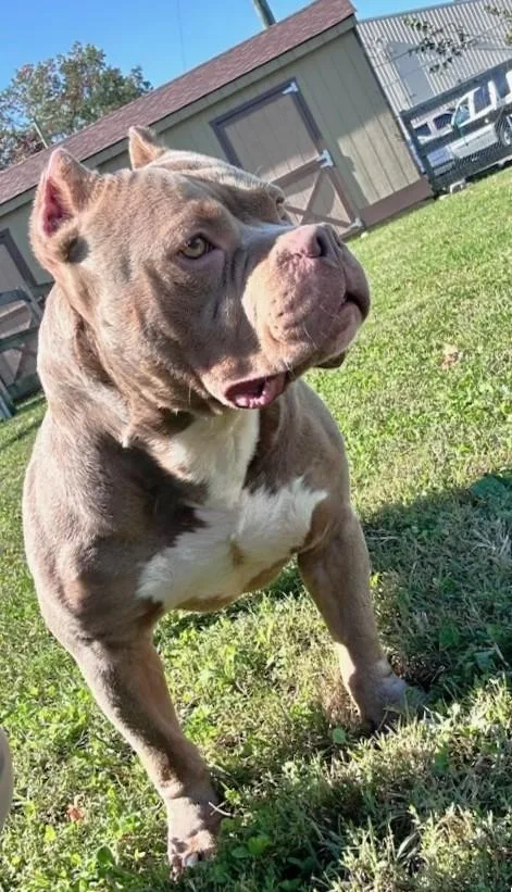 An adult medium-sized male Brown / Chocolate American Bully dog named Ajax for adoption in Clayton, NJ