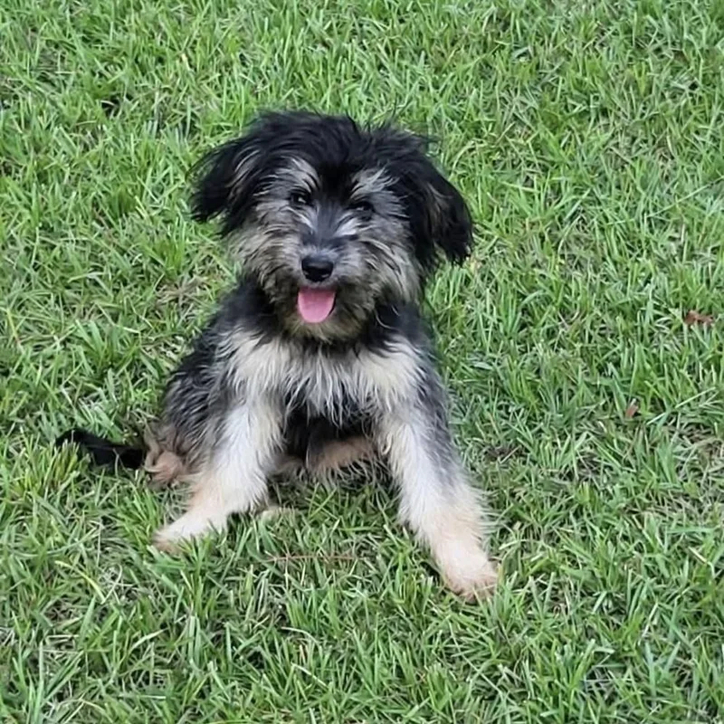 A baby small-sized male Terrier dog named Alfred for adoption in Groveland, MA