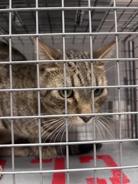 A young medium-sized male Domestic Short Hair cat named Pumbaa for adoption in Las Vegas, NV