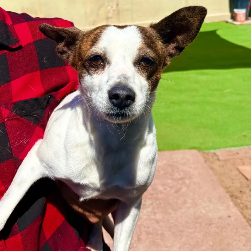 An adult small-sized male White / Cream Mixed Breed dog named Scooter for adoption in Las Cruces, NM
