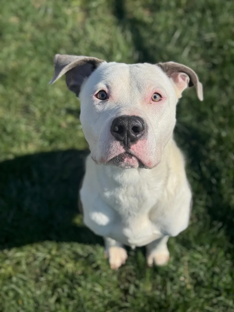 An adult large-sized male Gray / Blue / Silver American Staffordshire Terrier dog named Bolt for adoption in Benton Harbor, MI