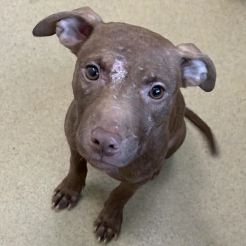A young small-sized female Pit Bull Terrier dog named Rococo for adoption in Derwood, MD