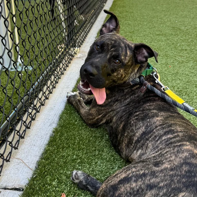 A young medium-sized male Pit Bull Terrier dog named Dominic for adoption in Greensboro, NC