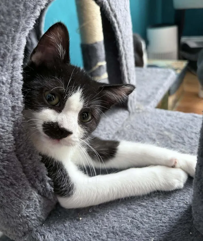 Hamish