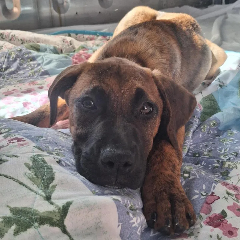 A baby medium-sized female Brindle Mixed Breed dog named Ember for adoption in Freeport, FL