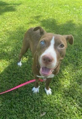 Hershey Kissinger thumbnail 2