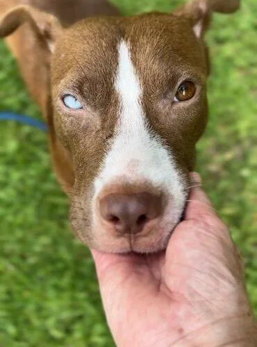 Hershey Kissinger thumbnail 4