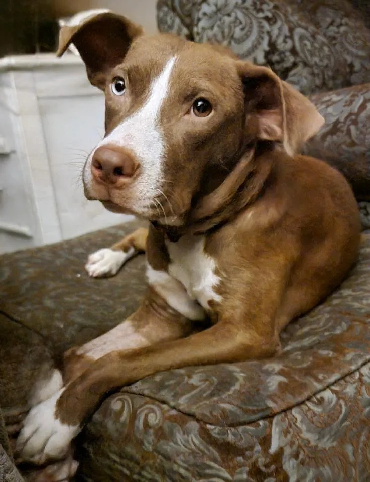 Hershey Kissinger thumbnail 5