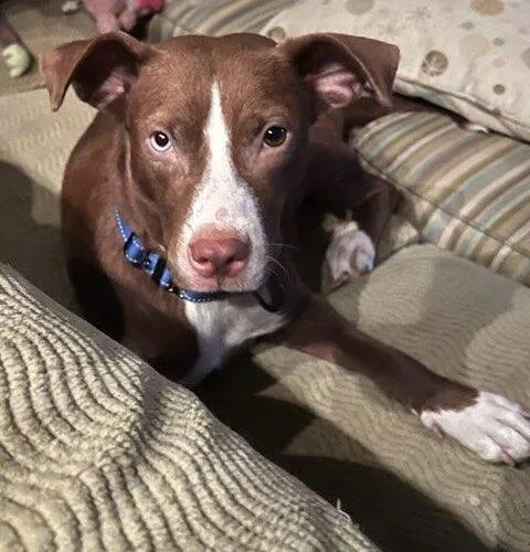 Hershey Kissinger thumbnail 6