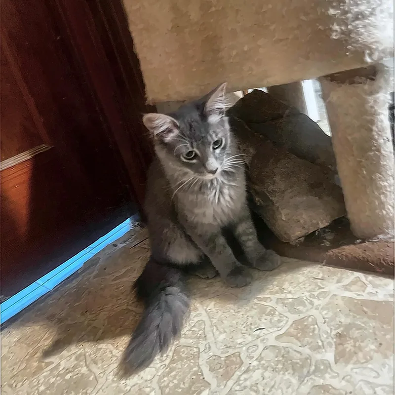 A baby medium-sized female Gray & White Domestic Long Hair cat named Lady Grey for adoption in Houston, TX