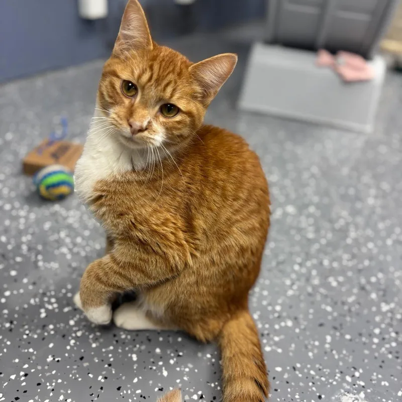 A young medium-sized male Orange / Red Domestic Short Hair cat named Luigi for adoption in Marshalltown, IA