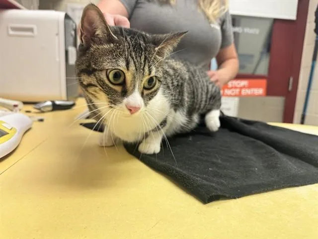 An adult medium-sized female Domestic Short Hair cat named Genie for adoption in Colorado Springs, CO