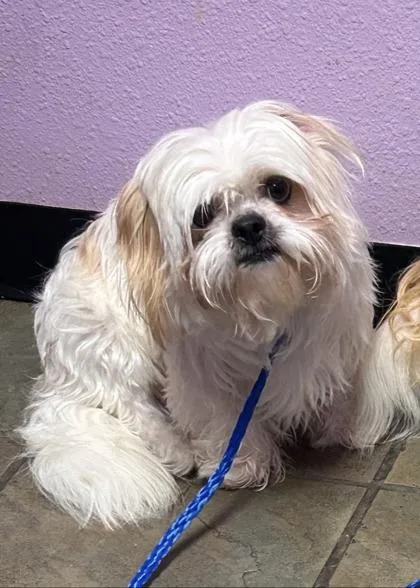 A baby small-sized male White / Cream Shih Tzu dog named 61394192 for adoption in El Paso, TX