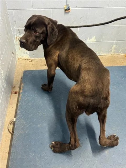 An adult large-sized male Cane Corso dog named Journey for adoption in Woodland, CA