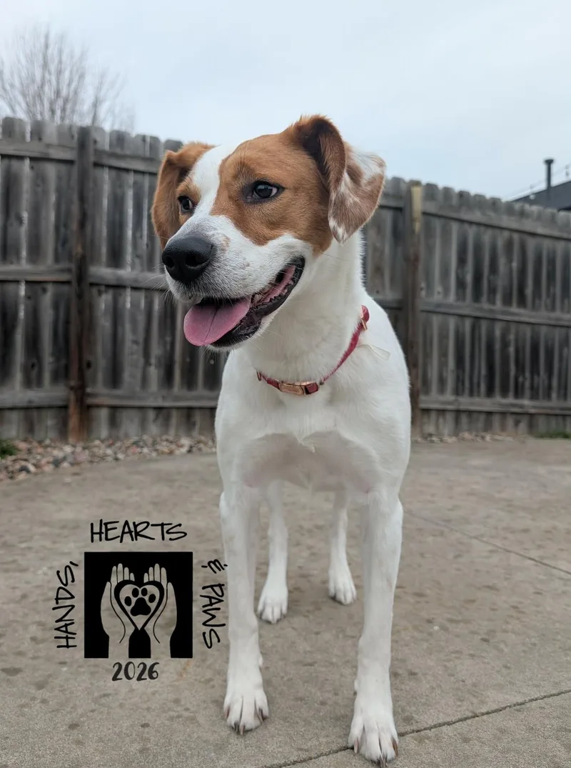 An adult medium-sized female Red / Chestnut / Orange Hound dog named Vega for adoption in Omaha, NE