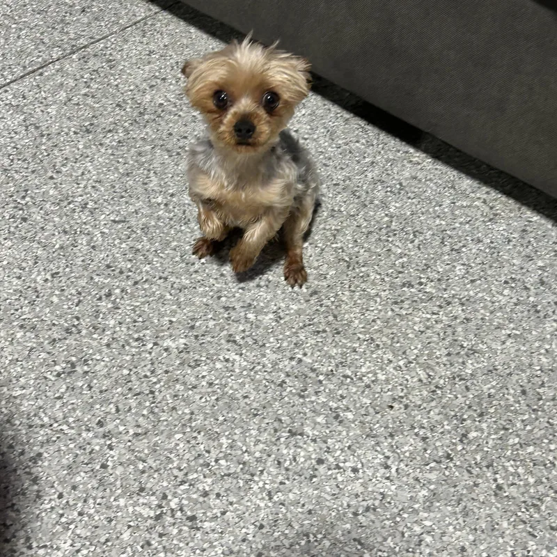 An adult small-sized female Yellow / Tan / Blond / Fawn Yorkshire Terrier dog named Bonnie . Lbs for adoption in Antwerp, OH