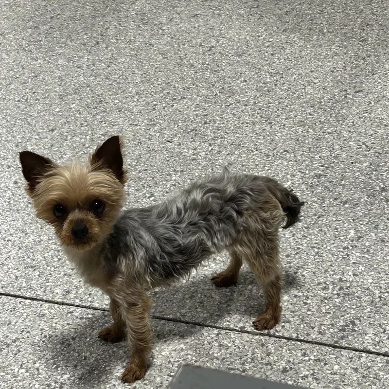 Bonnie . Lbs thumbnail 3