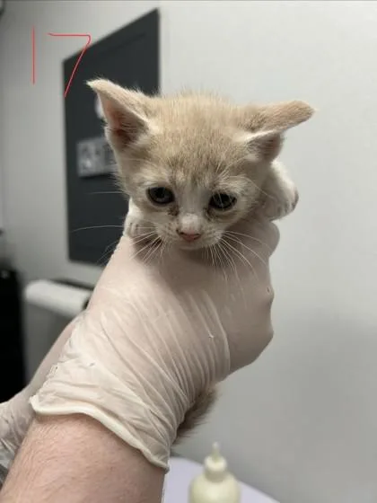 A baby small-sized male Domestic Short Hair cat named Kevin for adoption in West Chester, PA