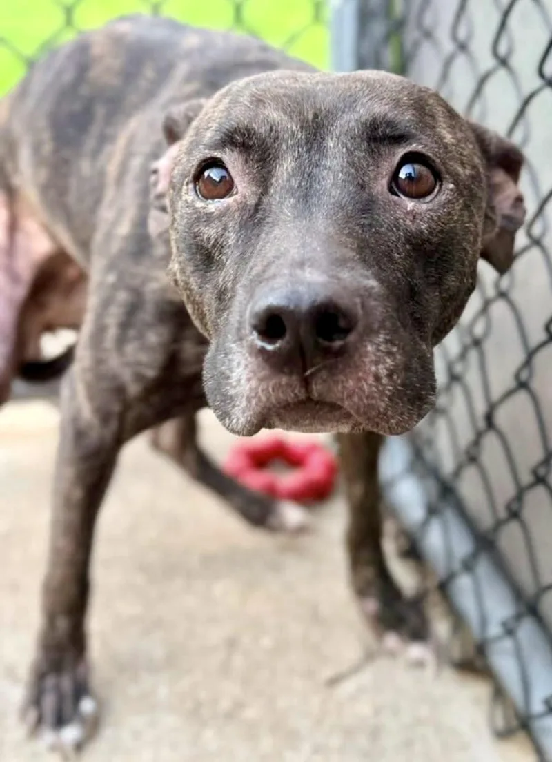 An adult medium-sized female Brindle Pit Bull Terrier dog named Theresa for adoption in Chicago, IL