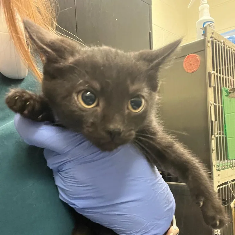 A baby small-sized male Black Domestic Short Hair cat named Flip Flop for adoption in Charlottesville, VA