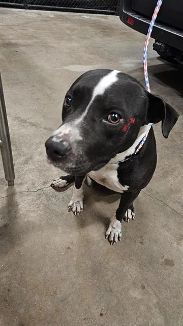A young large-sized male Pit Bull Terrier dog named Bruiser for adoption in Dallas, TX
