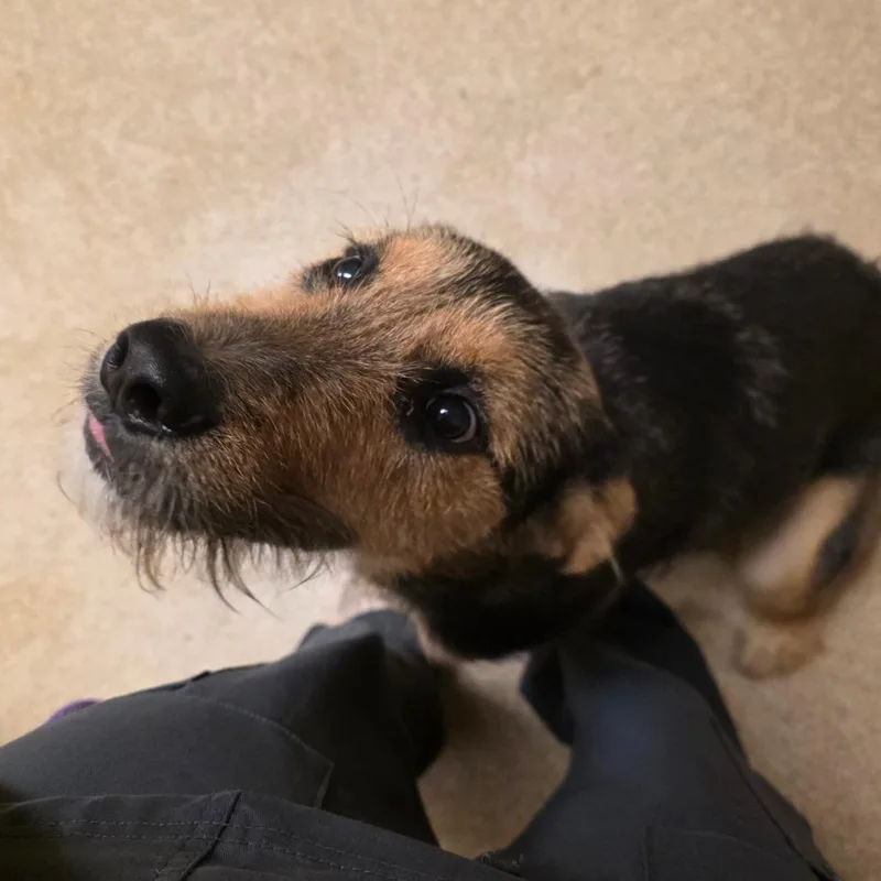 A young medium-sized female Mixed Breed dog named Scrabble for adoption in Bristol, IN
