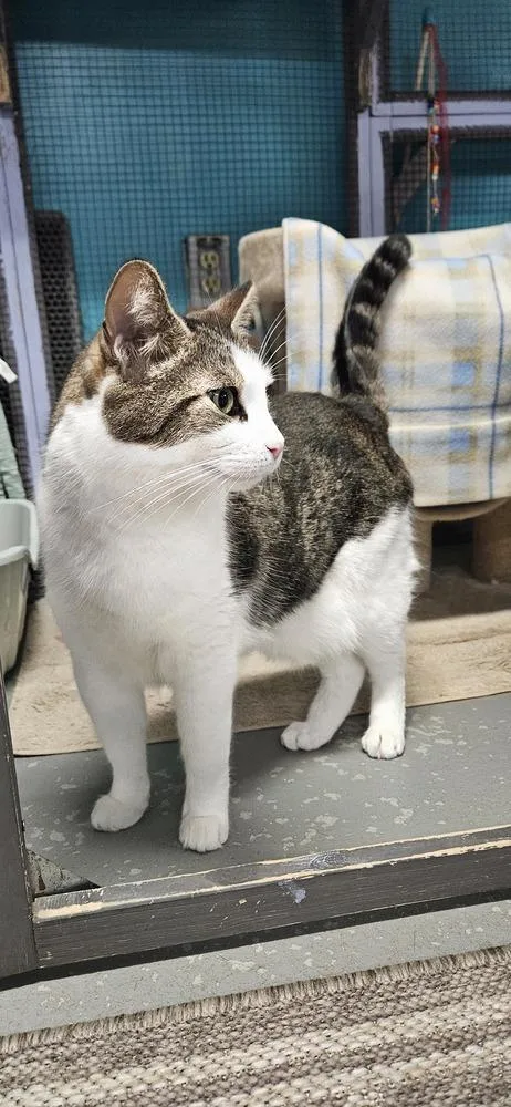 An adult medium-sized male Black & White / Tuxedo Domestic Short Hair cat named Kaa Fee Sponsored By for adoption in Muskegon, MI