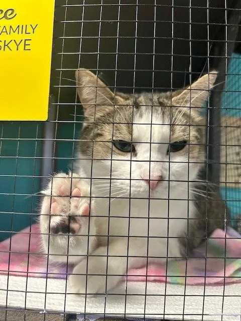 Kaa Fee Sponsored By thumbnail 2