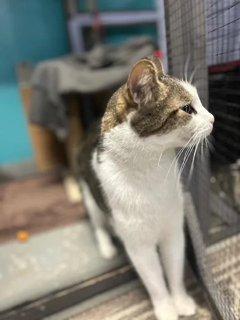 Kaa Fee Sponsored By thumbnail 3