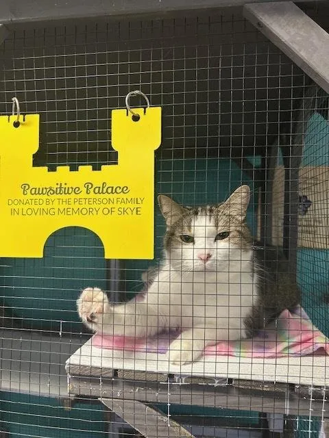 Kaa Fee Sponsored By thumbnail 6