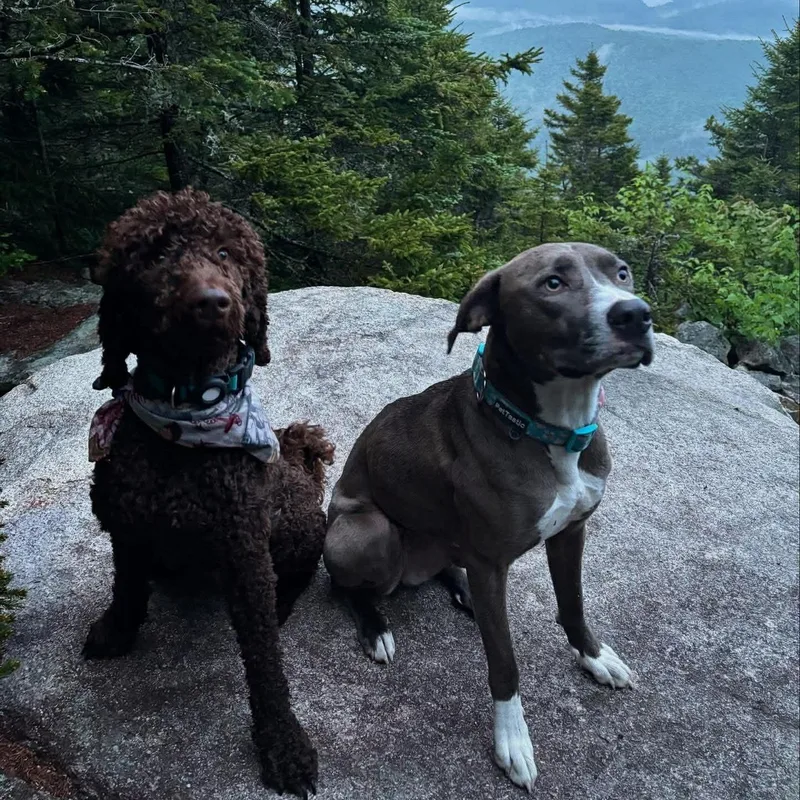 Bonded Pair Gia & thumbnail 3