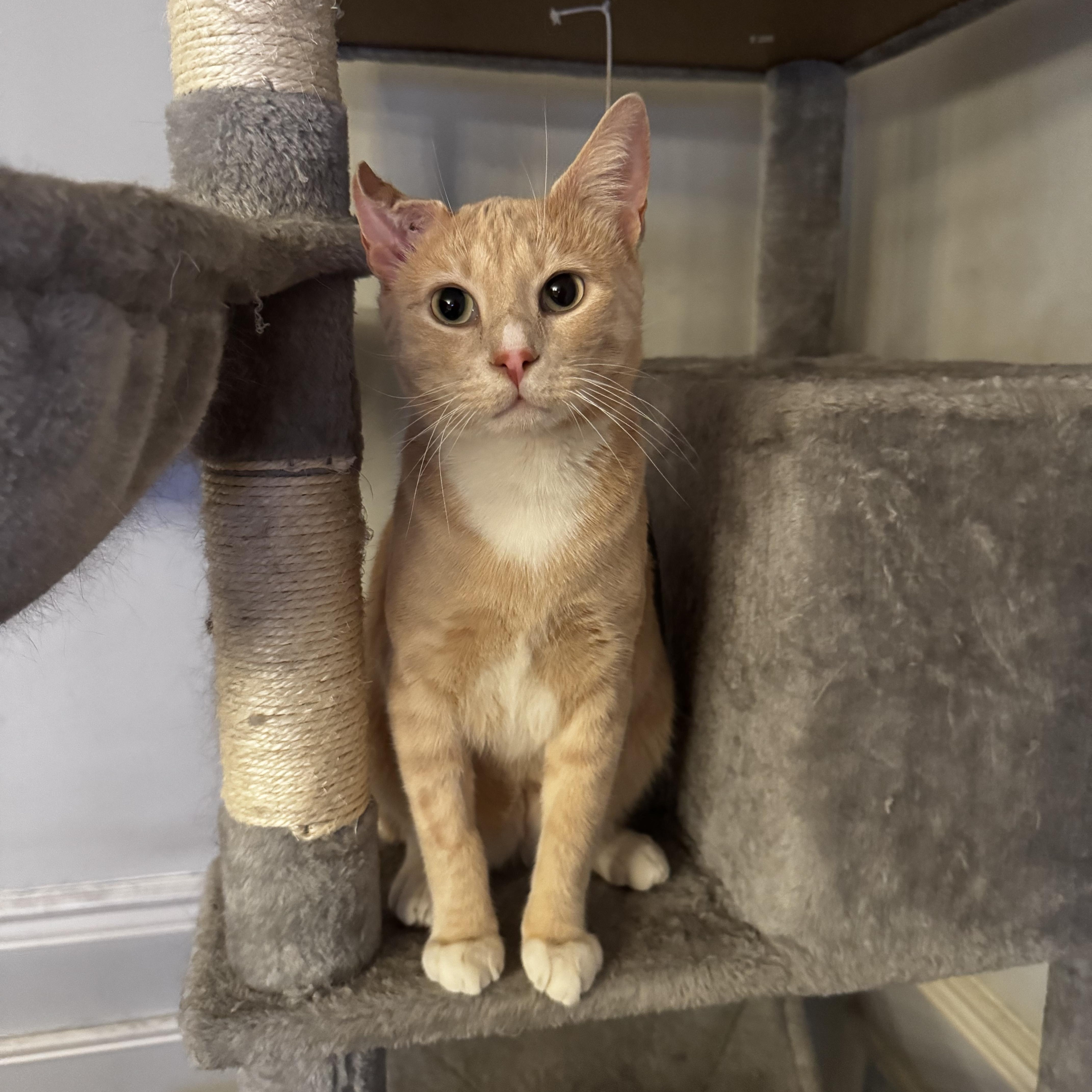 A young medium-sized male Orange & White Domestic Short Hair cat named Nutmeg for adoption in Brooklyn, NY