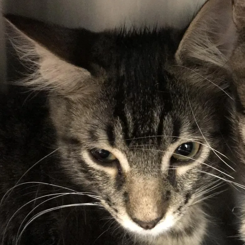 A baby small-sized male Brown / Chocolate Domestic Short Hair cat named Ray for adoption in West Palm Beach, FL