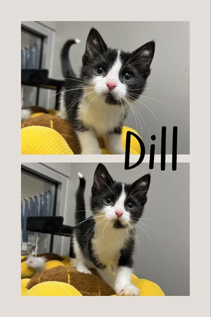 A baby medium-sized male Domestic Short Hair cat named Dill for adoption in Pierceton, IN