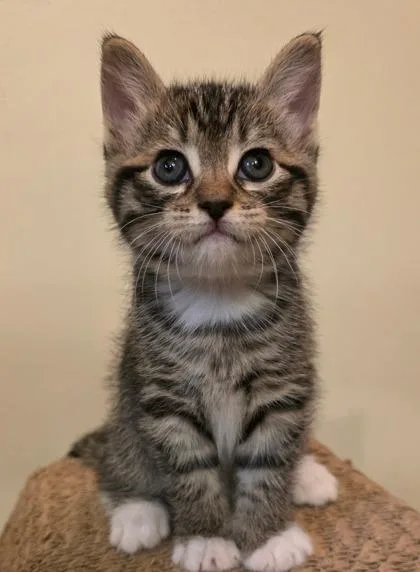 A baby medium-sized male Tabby (Tiger Striped) Domestic Short Hair cat named Howie for adoption in Allegan, MI